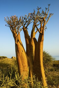 Bottle Tree (Adenium obesum) in bloom, endemic species, Socotra, Yemen
