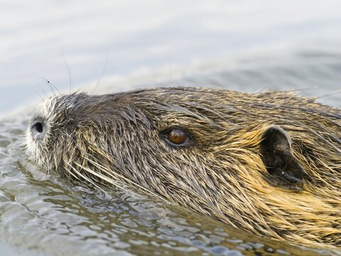 Nutria (Myocastor coypus), nutria or swamp beaver, portrait, swimming, Upper Lusatia, Saxony, Germany