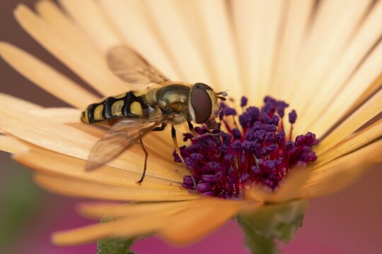 Common hoverfly (Eupeodes corollae) adult insect feeding on a garden daisy flower in summer, England, United Kingdom