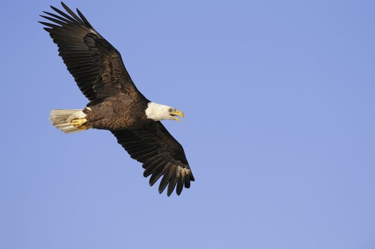 Bald eagle (Haliaeetus leucocephalus) flying, Everglades National Park, Florida, USA