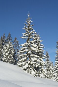 Snow covered firs Winkelmoosalm Upper Bavaria Germany