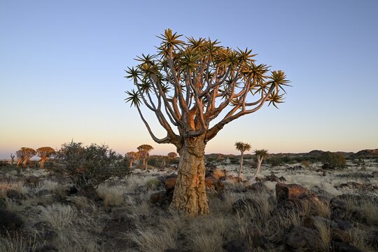 Quiver tree (Aloe dichotoma) in the morning light, quiver tree forest near Keetmanshoop, Karas Region, Namibia