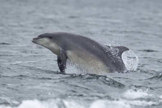 Common bottlenose dolphin (Tursiops truncatus) adult marine mammal leaping out of the sea, Scotland, United Kingdom
