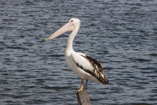 Australian Pelican (Pelecanus conspicillatus) standing on a pier, Crajingolong National Park, Victoria, Australia