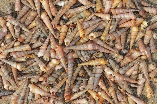 Common tower snail (Turritella communis) empty shells on the beach, Camargue, Provence, southern France