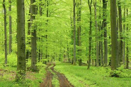 Hiking trail through near-natural beech forest in spring, fresh green, large old beeches, Steigerwald, Lower Franconia, Bavaria, Germany