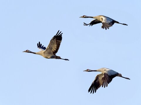 Common crane (Grus grus), flying, Upper Lusatia, Saxony, Germany