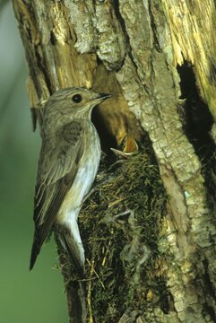Spotted Flycatcher (Muscicapa striata) at nest with fledglings