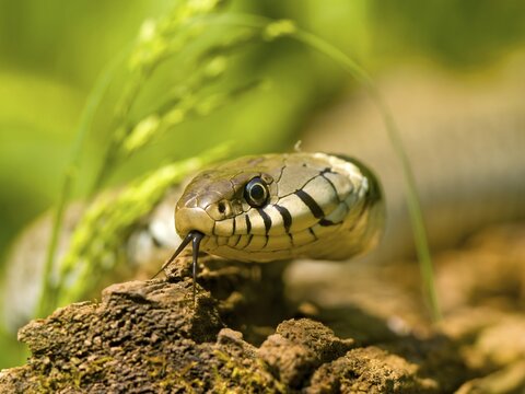 Grass snake (Natrix natrix) on a tree trunk, Upper Lusatia, Saxony, Germany