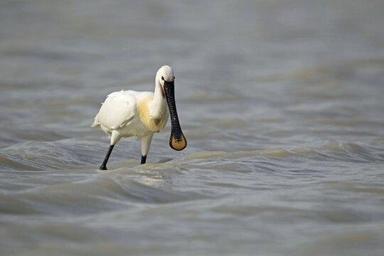 Eurasian spoonbill (Platalea leucorodia), Burgenland, Austria, Europe