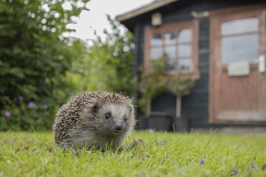 European hedgehog (Erinaceus europaeus) adult animal on an urban garden grass lawn with a wooden shed in the background, England, United Kingdom