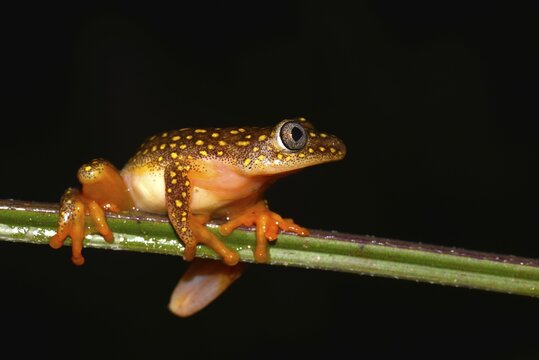 Whitebelly Reed Frog (Heterixalus alboguttatus), Madagascar