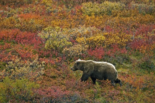 Grizzly bear (Ursus arctos horribilis) striding across the autumn-coloured tundra with a view of the coloured berry bushes, Denali National Park, Alaska, USA