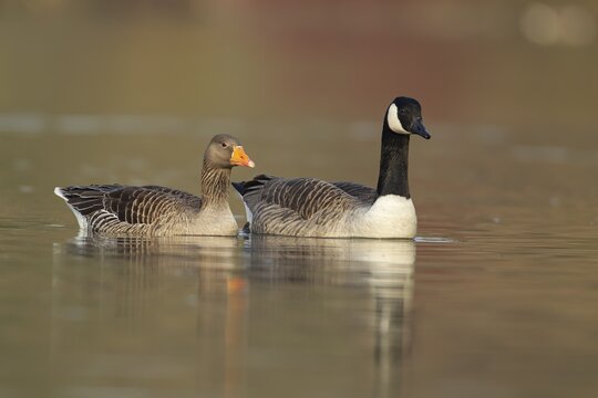 Canada goose (Branta canadensis) and Greylag goose (Anser anser) adult birds on a lake, Suffolk, England, United Kingdom