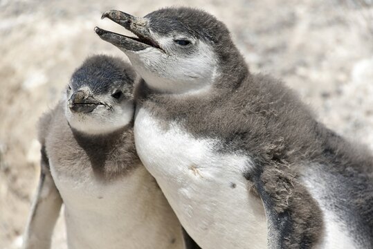 Magellanic penguins (Spheniscus magellanicus), young animals, Penguin colony Punta Tombo near Pininsula Valdez, Patagonia, East Coast, Atlantic Ocean, Argentina