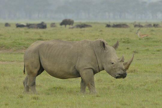 White Rhinoceros or Square-lipped Rhinoceros (Ceratotherium simum), Lake Nakuru National Park, near Nakuru, Rift Valley Province, Kenya