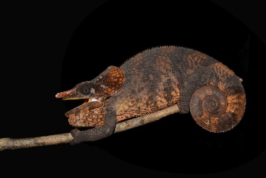 Male shorthorned-chameleon (Calumma brevicorne), rainforest, eastern Madagascar