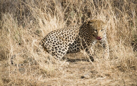 Leopard (Panthera pardus) stirred up in the tall grass), near Khomas, Namibia