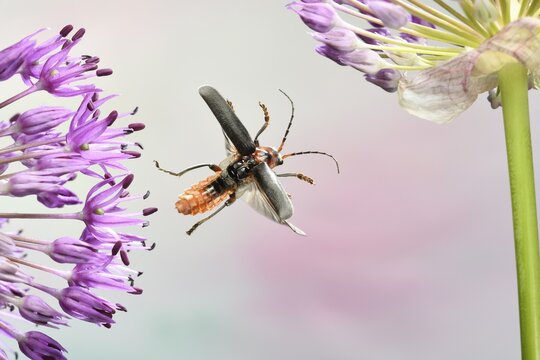 Rustic Sailor (Cantharis rustica), in flight, on decorative onion (Allium), Germany