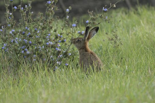 European or Brown Hare (Lepus europaeus) eating Common Chicory (Cichorium intybus)