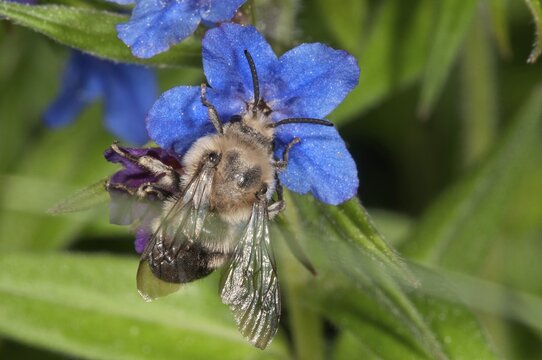 Hairy-Footed Flower Bee (Anthophora plumipes), male foraging for nectar on Purple Gromwell (Buglossoides purpurocaerulea), Baden-W&uuml;rttemberg, Germany