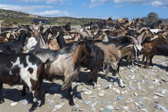 Large herd of goats on a sandy beach with rocks and blue sky, Paralia Charakia, Harakia beach, Paralia village, Mani, Laconia, Laconia, Peloponnese, Greece