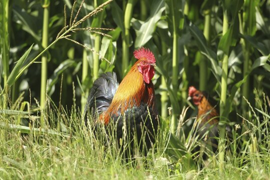 Domestic fowl cock Organic husbandry, free-range, with chicken (Gallus gallus domesticus) at a cornfield, Lower Austria, Austria