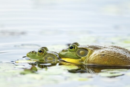 Bull frogs. Lithobates catesbeianus. Bull frogs mating. La Mauricie national park. Province of Quebec. CanadaCanada