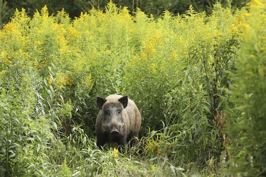 Wild boar (Sus scrofa) cache secured between flowering tall goldenrod (Solidago gigantea) Allg&auml;u, Bavaria, Germany