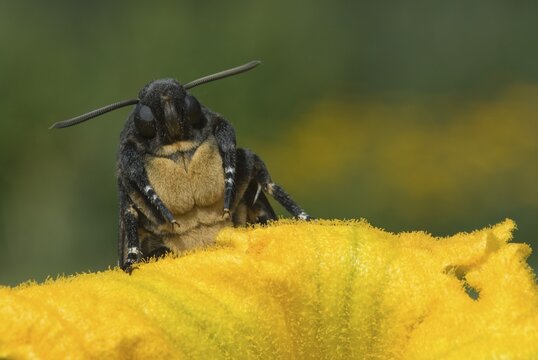 Death's-head Hawkmoth (Acherontia atropos) perched on a blossom, Schwaz, North Tirol, Austria