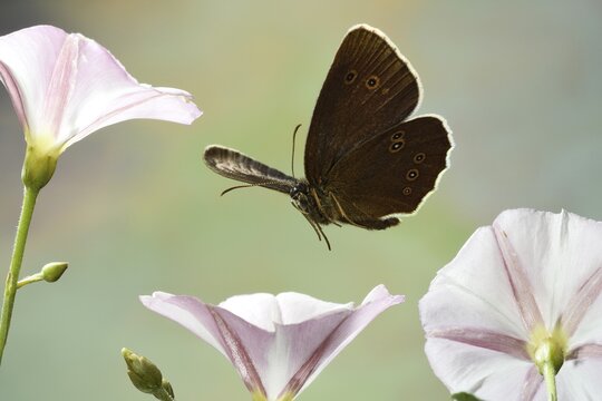 Ringlet (Aphantopus hyperantus), in flight, on Field bindweed (Convolvulus arvensis), Germany