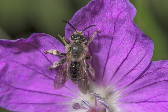 Macrophotograph of a thighed bee (Macropis europaea) on a flower of the blood-red cranesbill (Geranium sanguineum), Baden-W&uuml;rttemberg, Germany