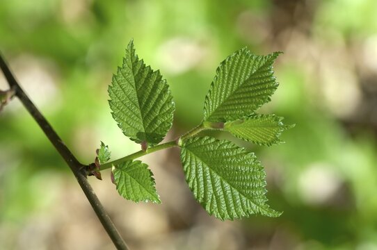 Hazelnut leaves on a twig in spring
