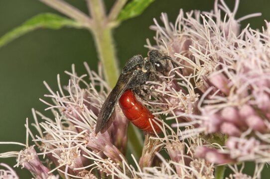 Blood Bee (Sphecodes albilabris) on Hemp-agrimony (Eupatorium cannabinum), Baden-W&uuml;rttemberg, Germany