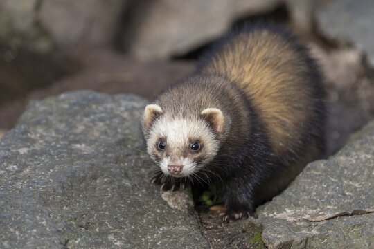 Ferret (Mustela putorius furo), captive, Thuringia, Germany