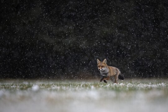 Red fox (Vulpes vulpes) runs during snowfall, Eifel, Rhineland-Palatinate, Germany