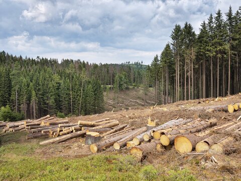 Spruce clear-cutting in the forest after bark beetle infestation, Franconian Forest, Upper Franconia, Bavaria, Germany