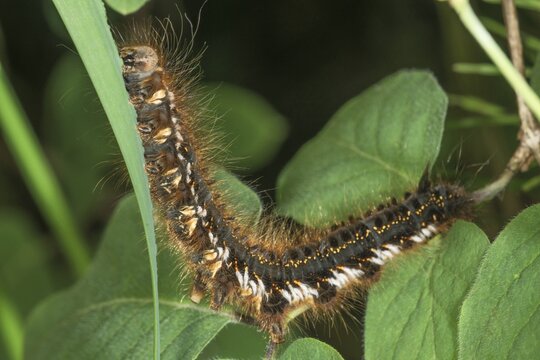 A hairy caterpillar of the grasshopper (Euthrix potatoria) between leaves feeding on a blade of grass, Baden-W&uuml;rttemberg, Germany