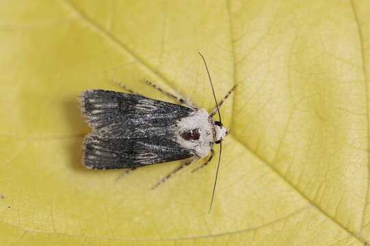 Agrotis puta or shuttle-shaped dart (Agrotis puta), North Rhine-Westphalia, Germany