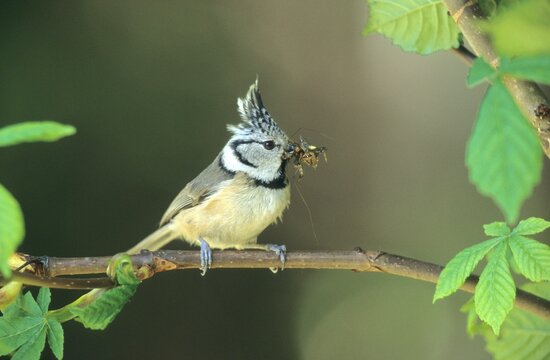 Crested Tit (Parus cristatus), Allgaeu, Bavaria, Germany, Europe