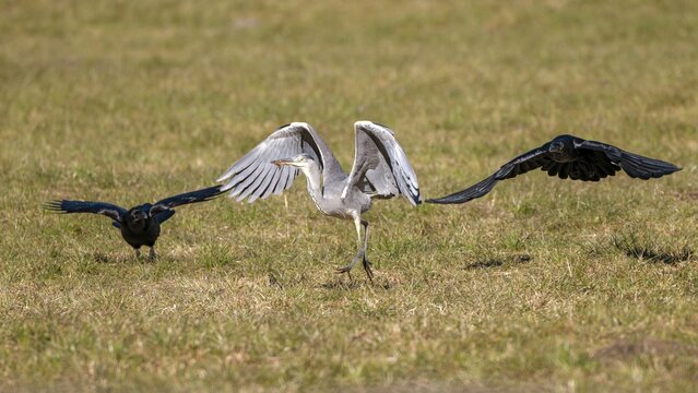 Grey heron (Ardea cinerea) and common raven (Corvus corax), the two ravens try to chase away the grey heron's prey, but instead of a mouse, the latter has only caught a tuft of grass, M&uuml;nster, Tyrol, Austria