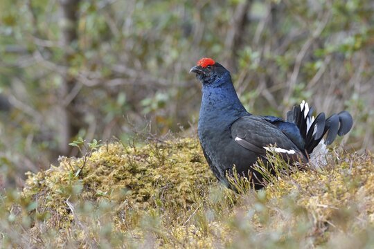 Black grouse (Lyrurus tetrix), Black Grouse cock, Tyrol, Austria