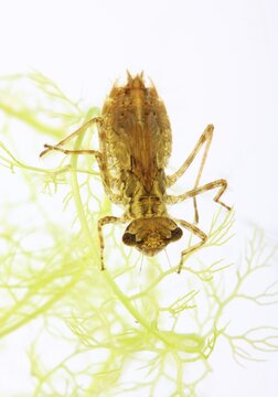 Dragonfly larva of a darter (Sympetrum sp.)