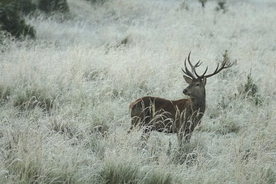 Red deer (Cervus elaphus) rutting deer in hoarfrost, secured in tall grass, Allg&auml;u, Bavaria, Germany, Allg&auml;u, Bavaria, Germany
