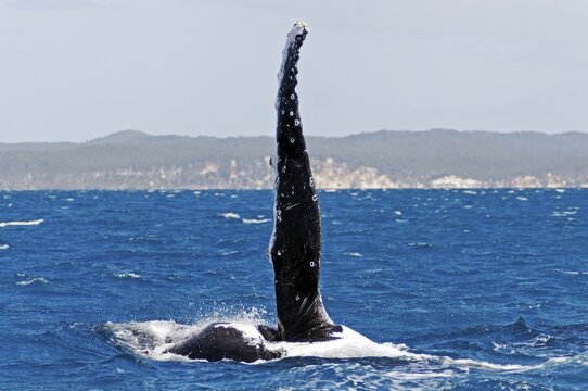 Flipper, pectoral fin of a Humpback Whale (Megaptera novaeangliae) in Hervey Bay in front of Fraser Island, Queensland, Australia