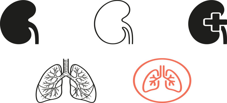 Human internal organs icon set featuring kidney and lungs vector illustrations for medical and healthcare design concepts