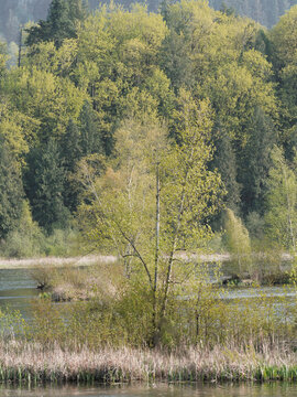 Cheam Lake Wetlands Regional Park during a spring season in Rosedale, Fraser Valley, British Columbia, Canada