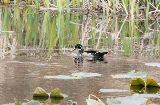 Wood Duck at Cheam Lake Wetlands Regional Park during a spring season in Rosedale, Fraser Valley, British Columbia, Canada