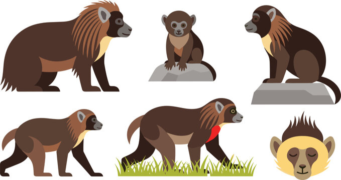 Gelada Baboon and Primate Vector Illustration Set Featuring African Monkey Species in Various Poses for Wildlife Education Nature Conservation and Zoo Branding Graphic Designs