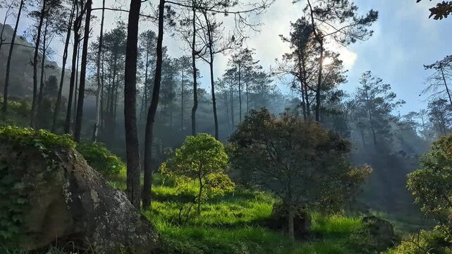 Sunlight filters through the tall pine trees, illuminating the misty forest floor and creating a tranquil, natural landscape with lush green foliage and ancient rocks